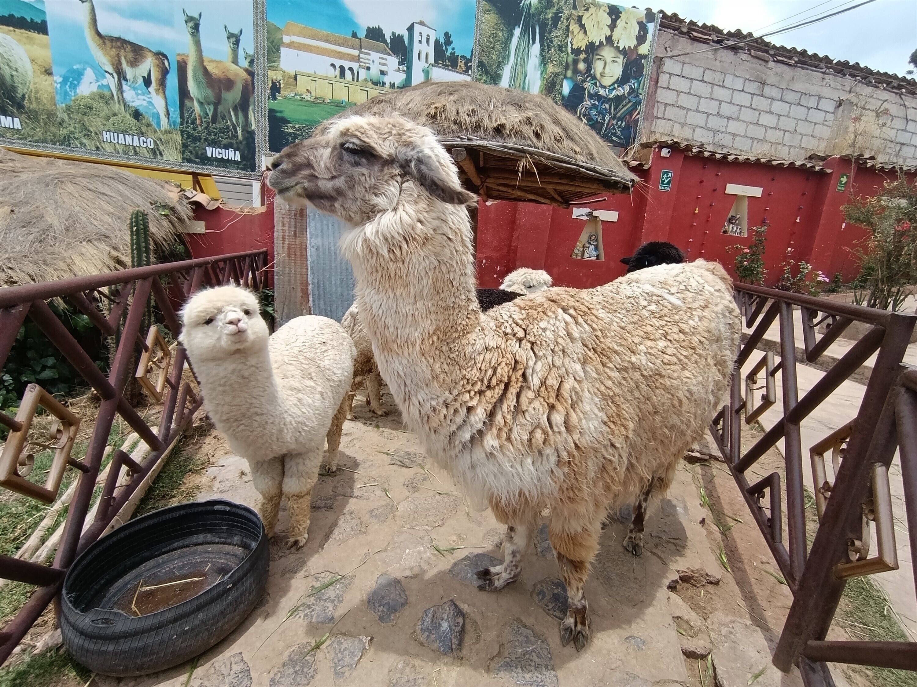 Una llama y una llama más pequeña en un área cercada, con un mural de fondo.