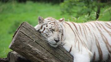 Ein weißer Tiger ruht auf einem Baumstamm in einer natürlichen Umgebung.