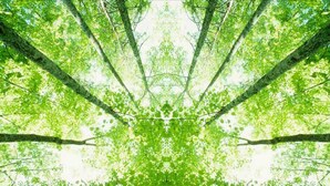 A symmetrical view of a forest with tall trees and dense green foliage.