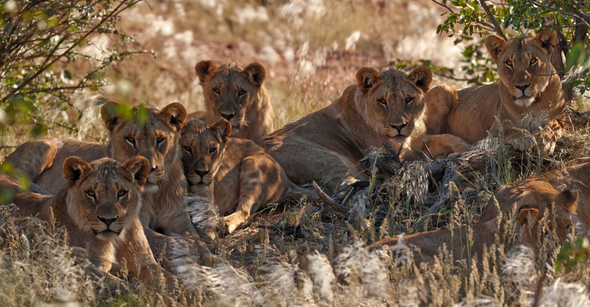 A group of lions resting in a natural setting with dry grass and sparse trees.