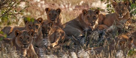A group of lions resting in a natural setting with dry grass and sparse trees.