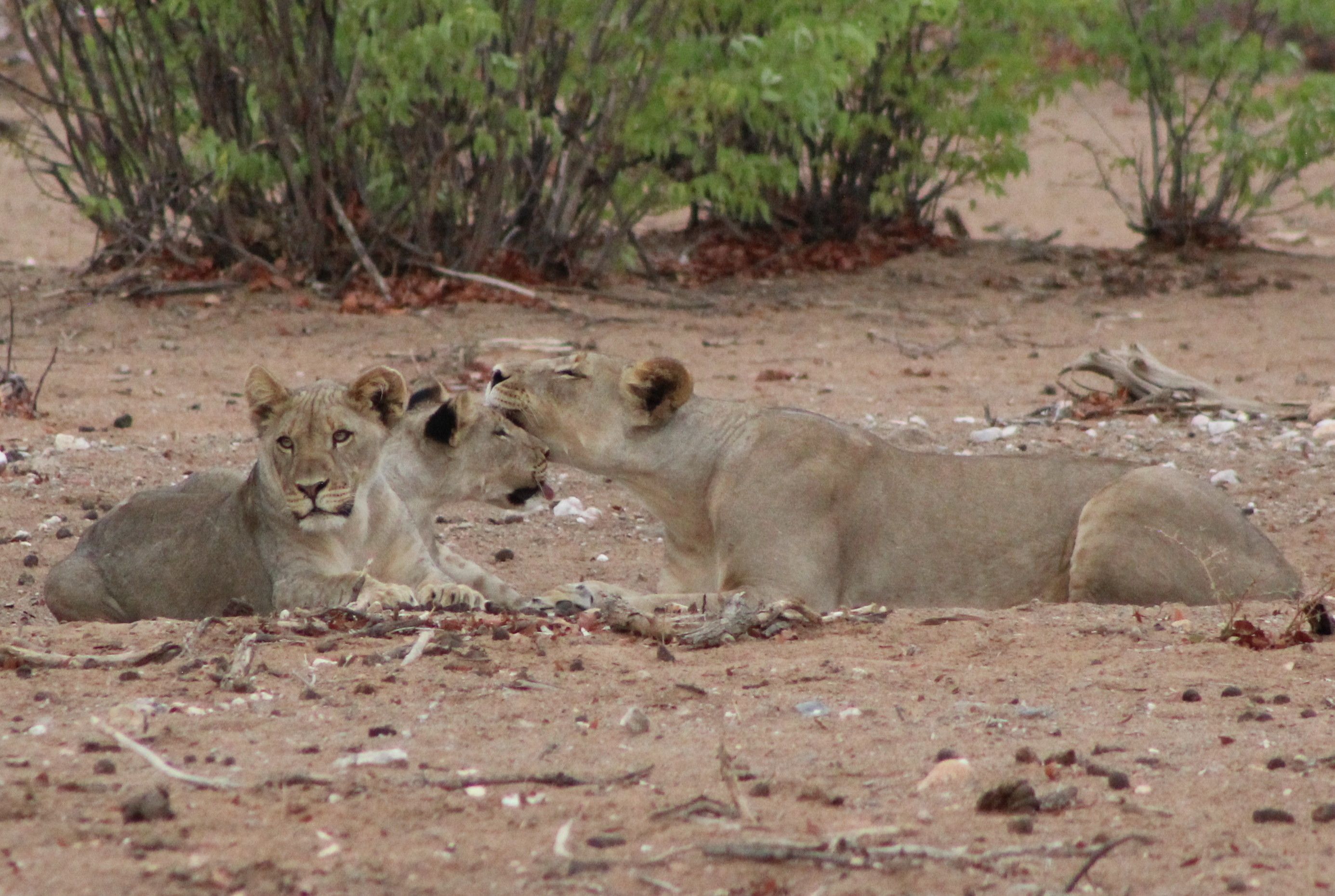 Three lions resting on a dirt ground with sparse vegetation and scattered debris.