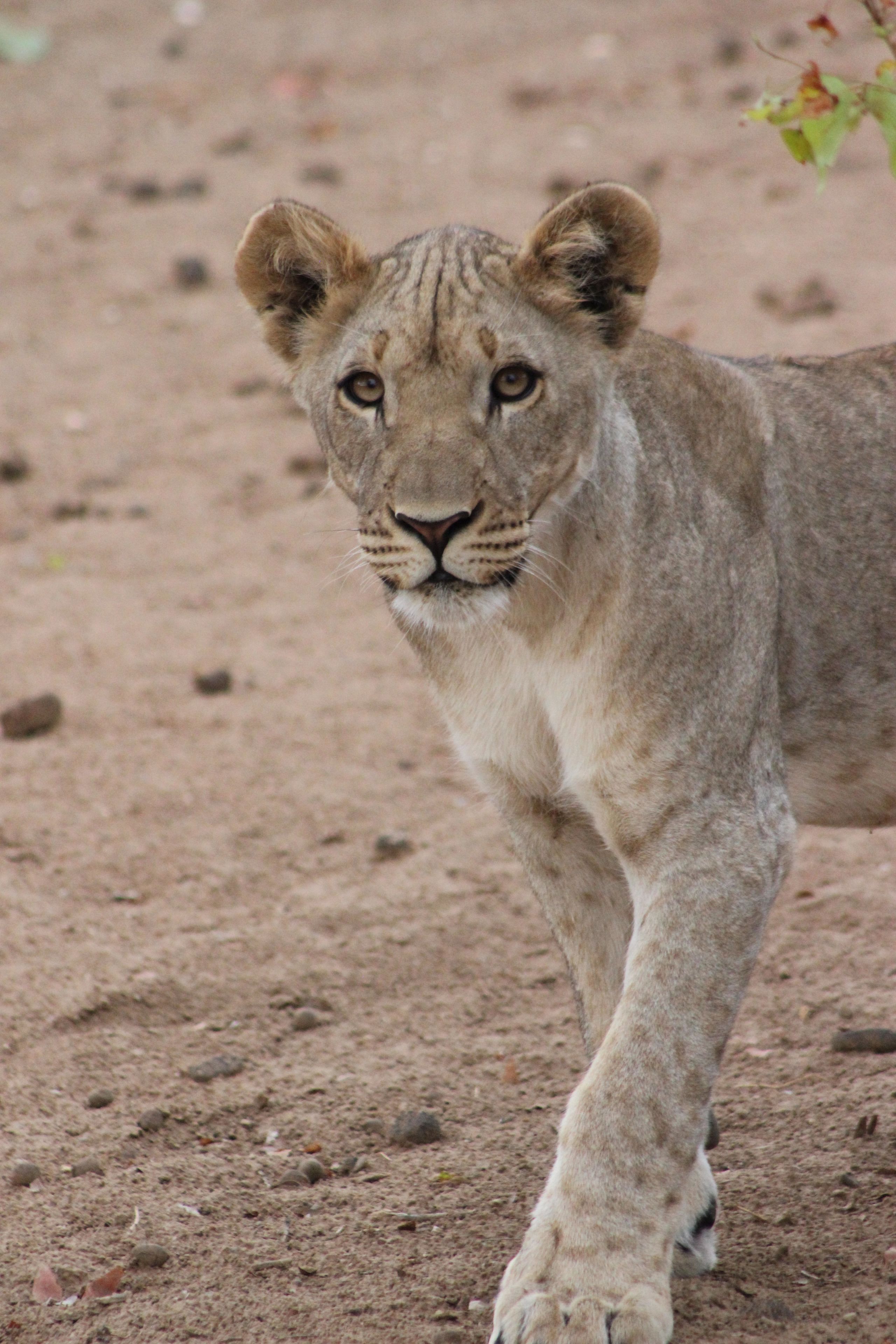 A lion cub walking on a dirt path.