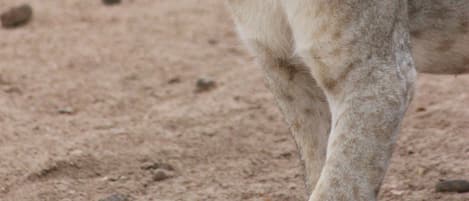 A lion cub walking on a dirt path.