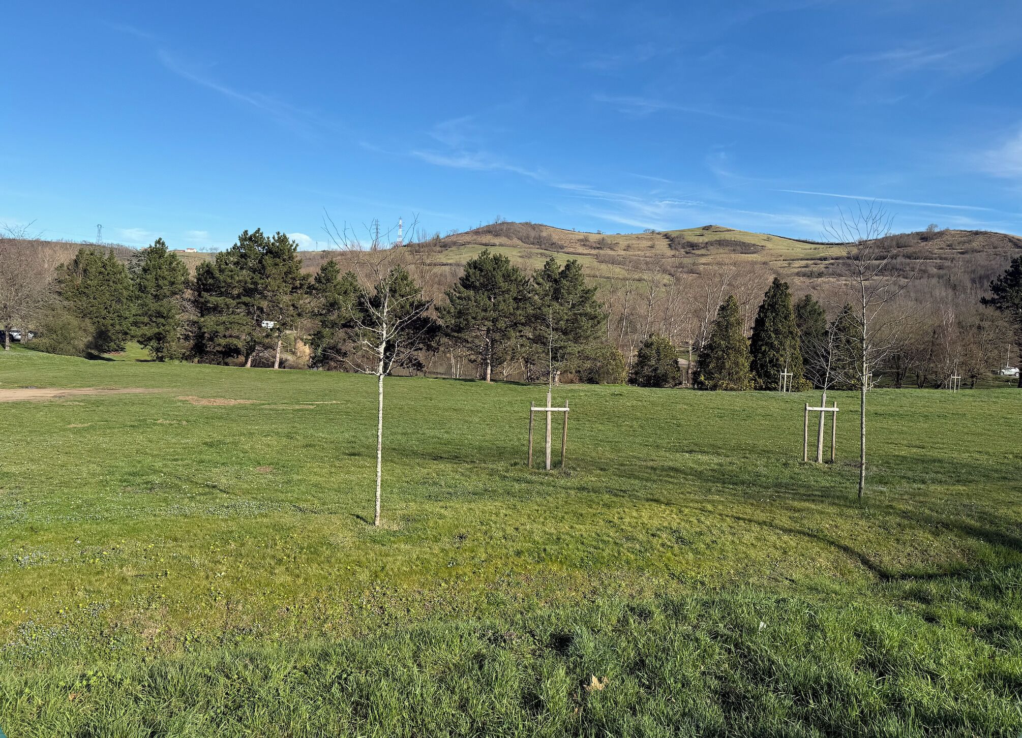 Un champ herbeux avec des arbres et une colline qui se dessine à l’horizon.