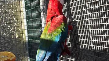 A colorful parrot inside a cage.
