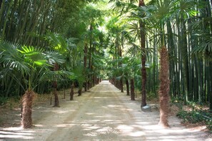 Caminhada