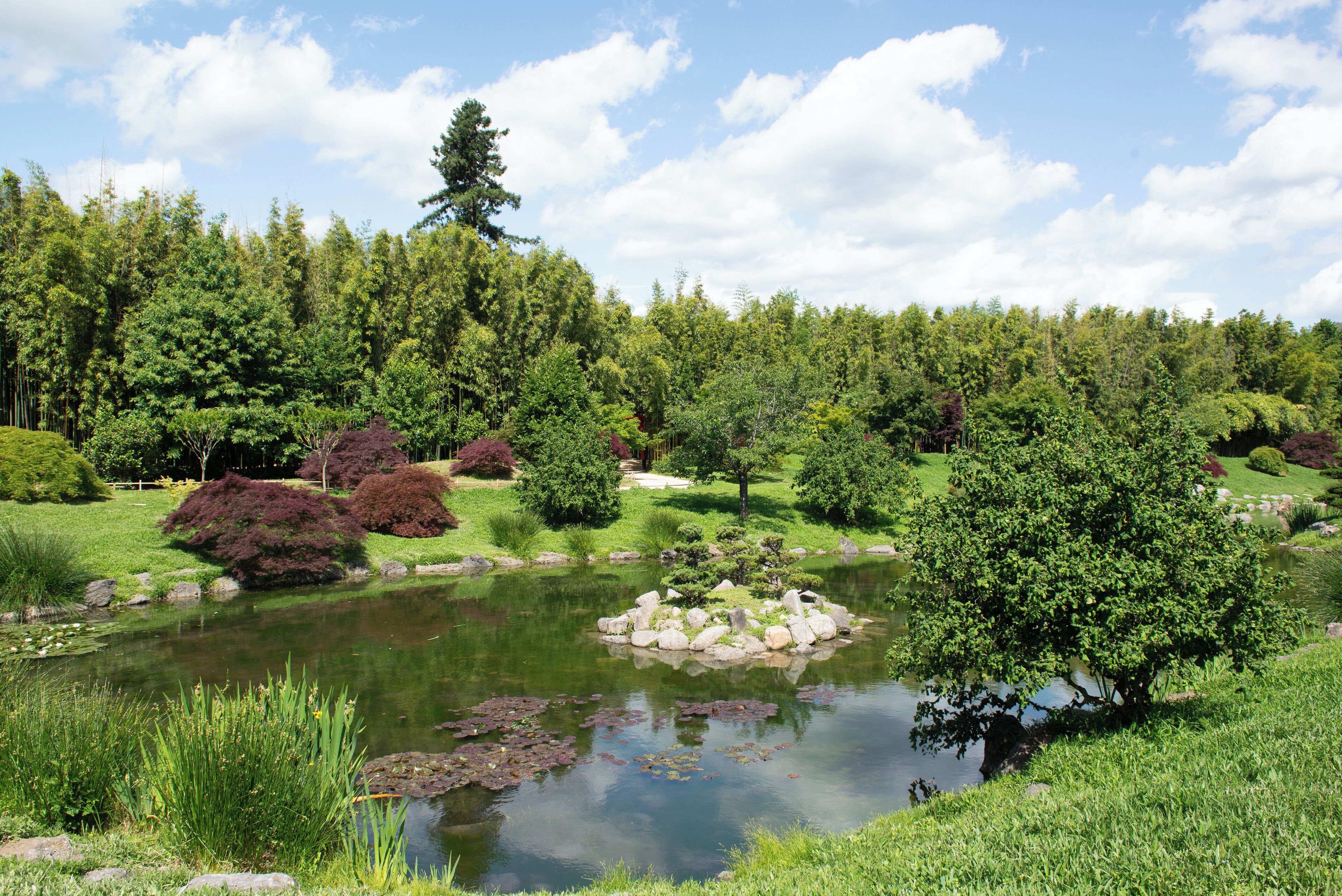 Ein friedlicher Garten mit Teich, umgeben von üppigem Grün und Bäumen.