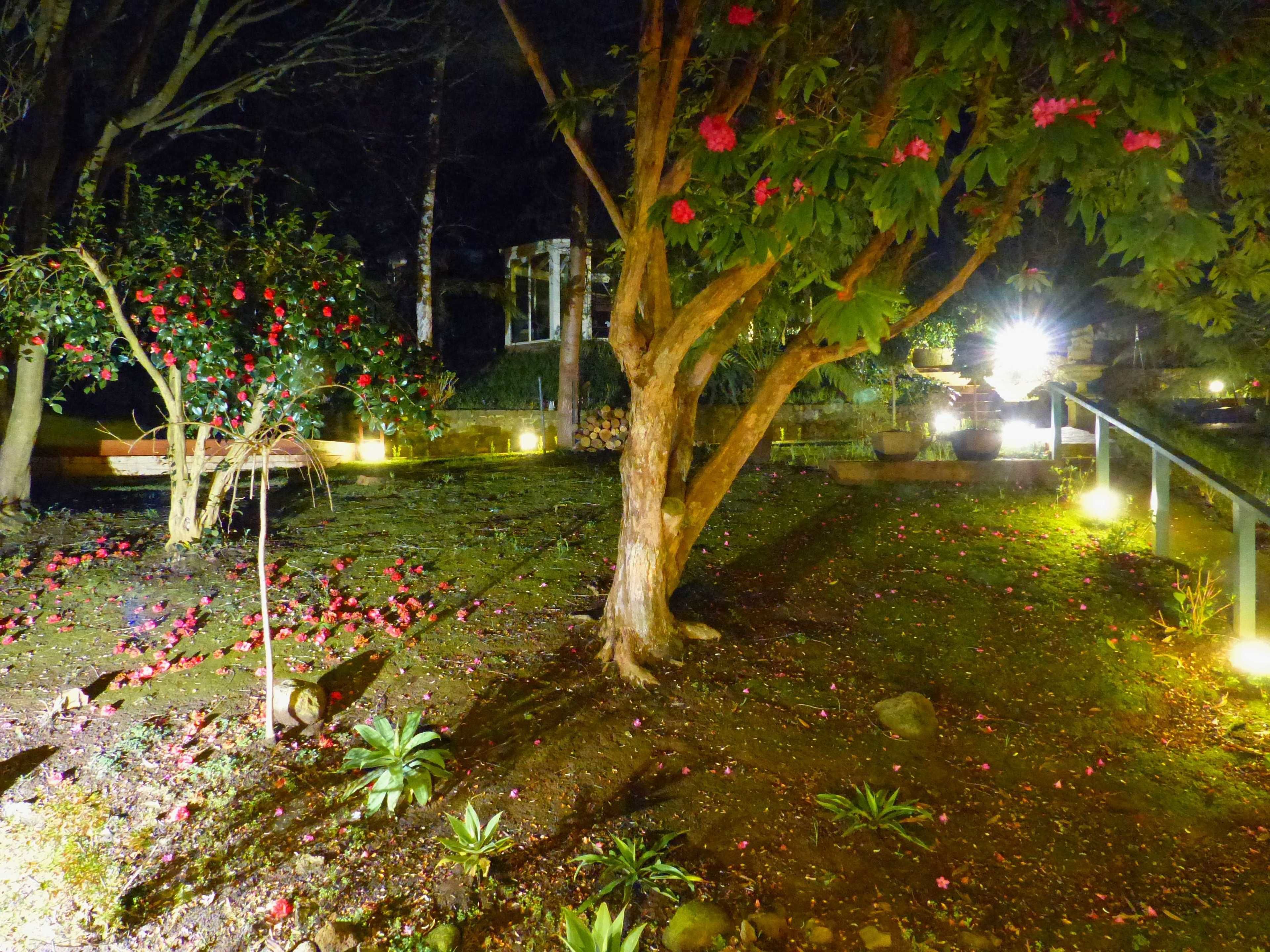 Un giardino notturno con uno stagno, alberi e un vialetto.