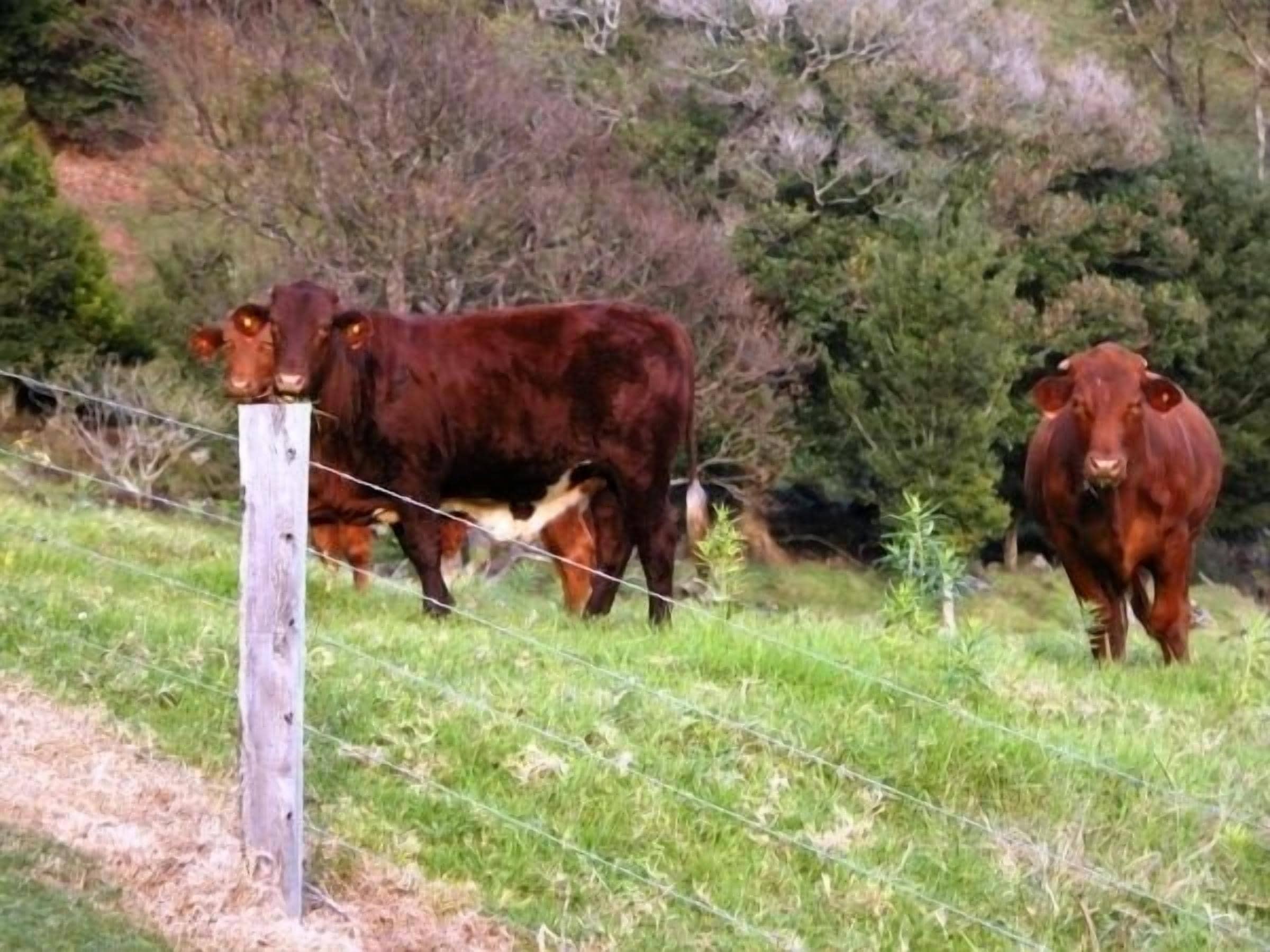 A rural landscape with a wooden fence and two cows grazing.