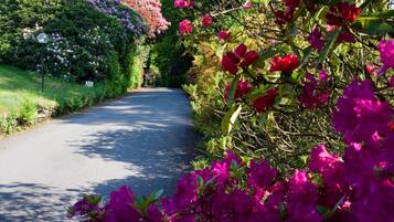 A narrow road flanked by lush greenery and vibrant pink flowers.