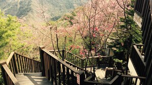 Una escalera de madera que asciende por un sendero de montaña, con flores de cerezo en primer plano.