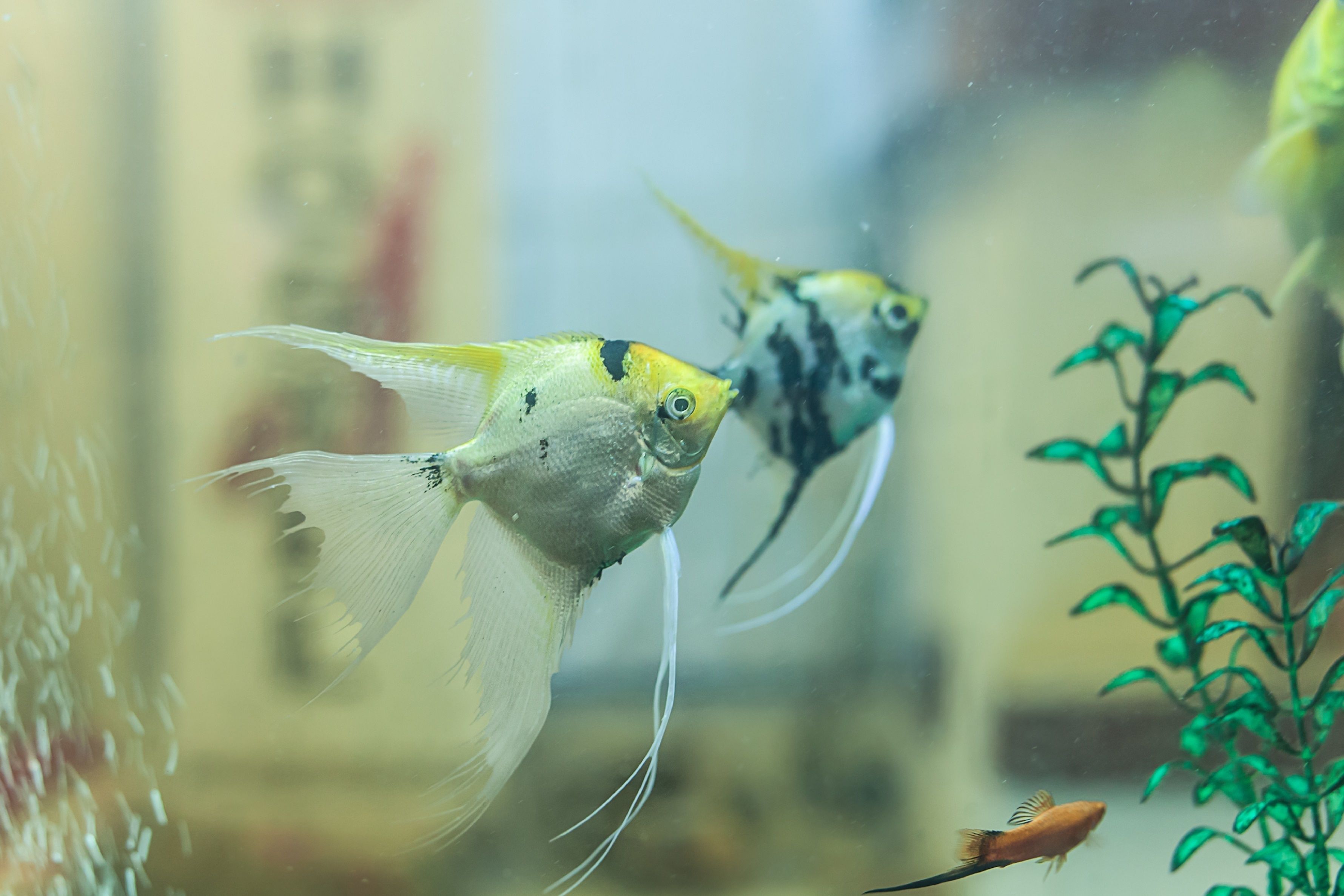 Foto - Urban Hostel & Apartments