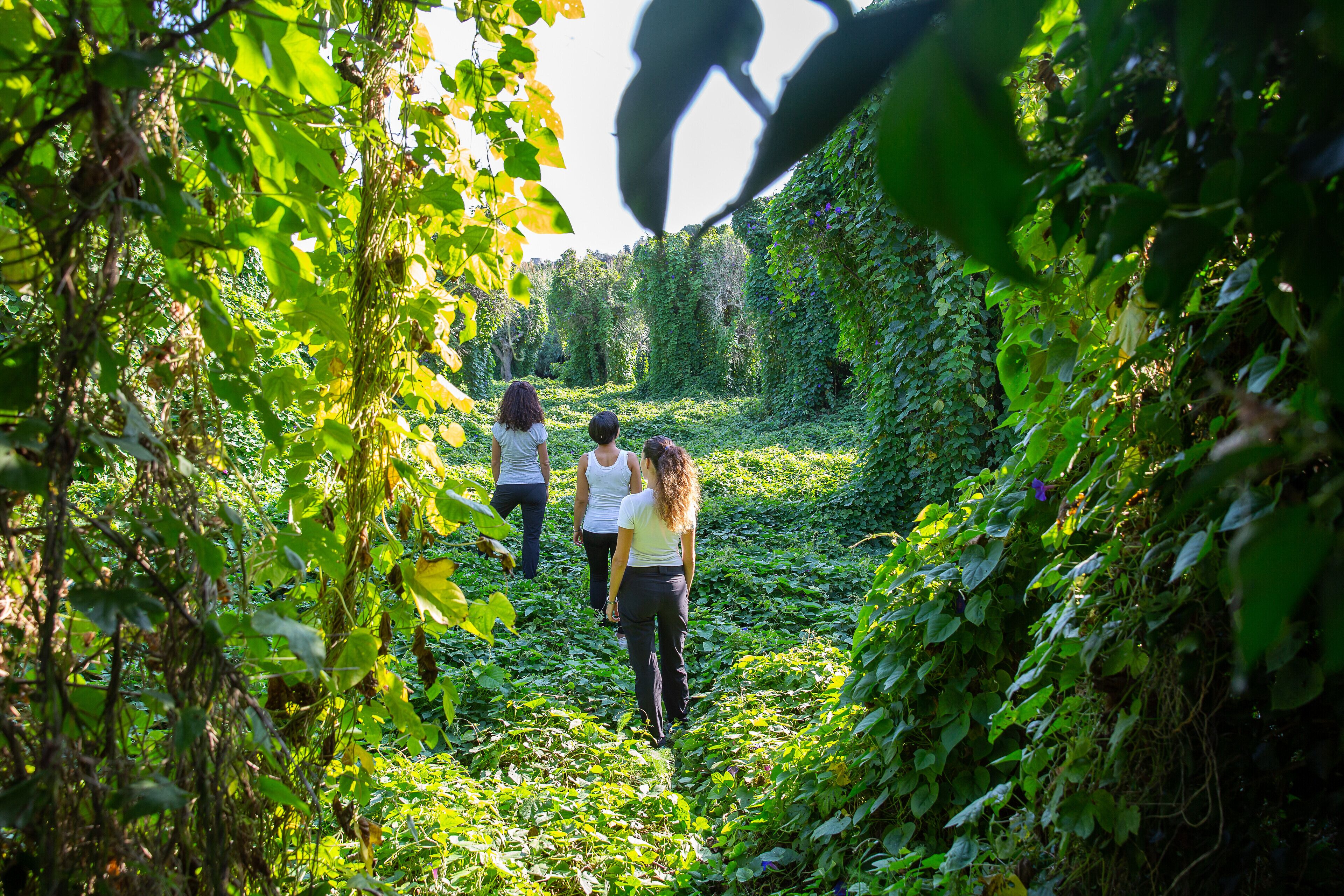 Un sendero rodeado de abundante vegetación que se adentra en un bosque.