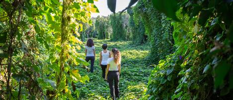 Un sendero rodeado de abundante vegetación que se adentra en un bosque.