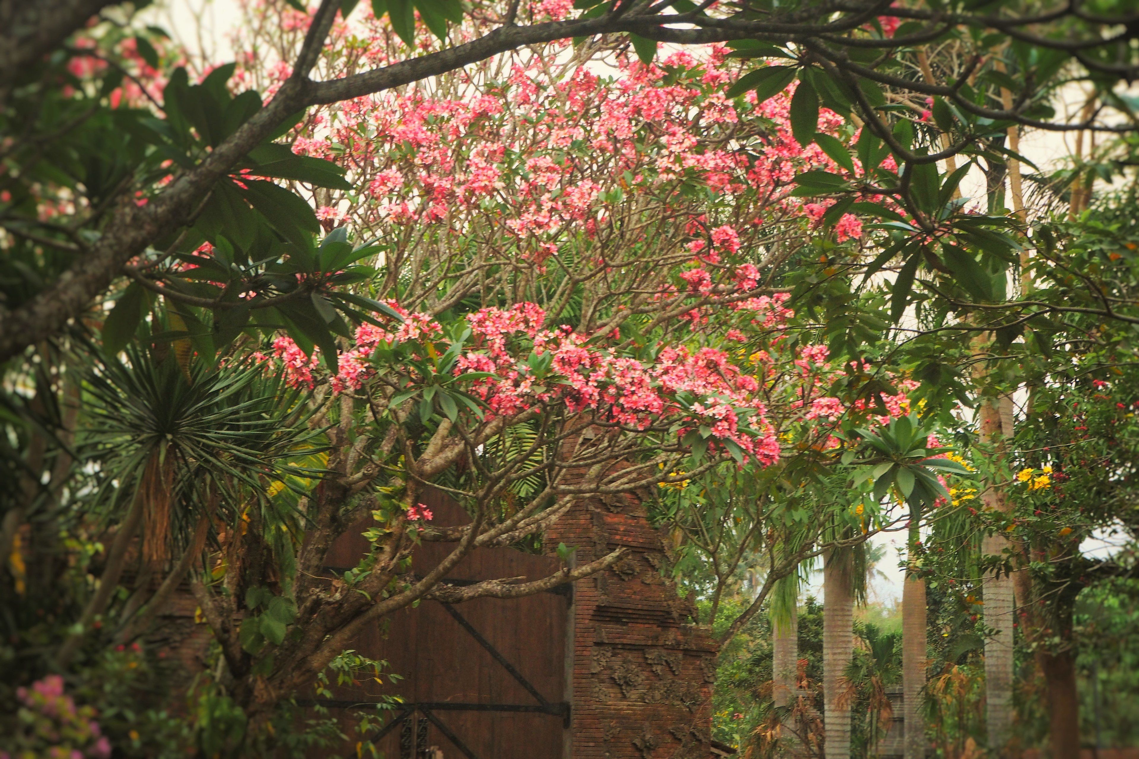 Un jardin luxuriant, où l’on trouve une grande variété d’arbres et de plantes à fleurs.