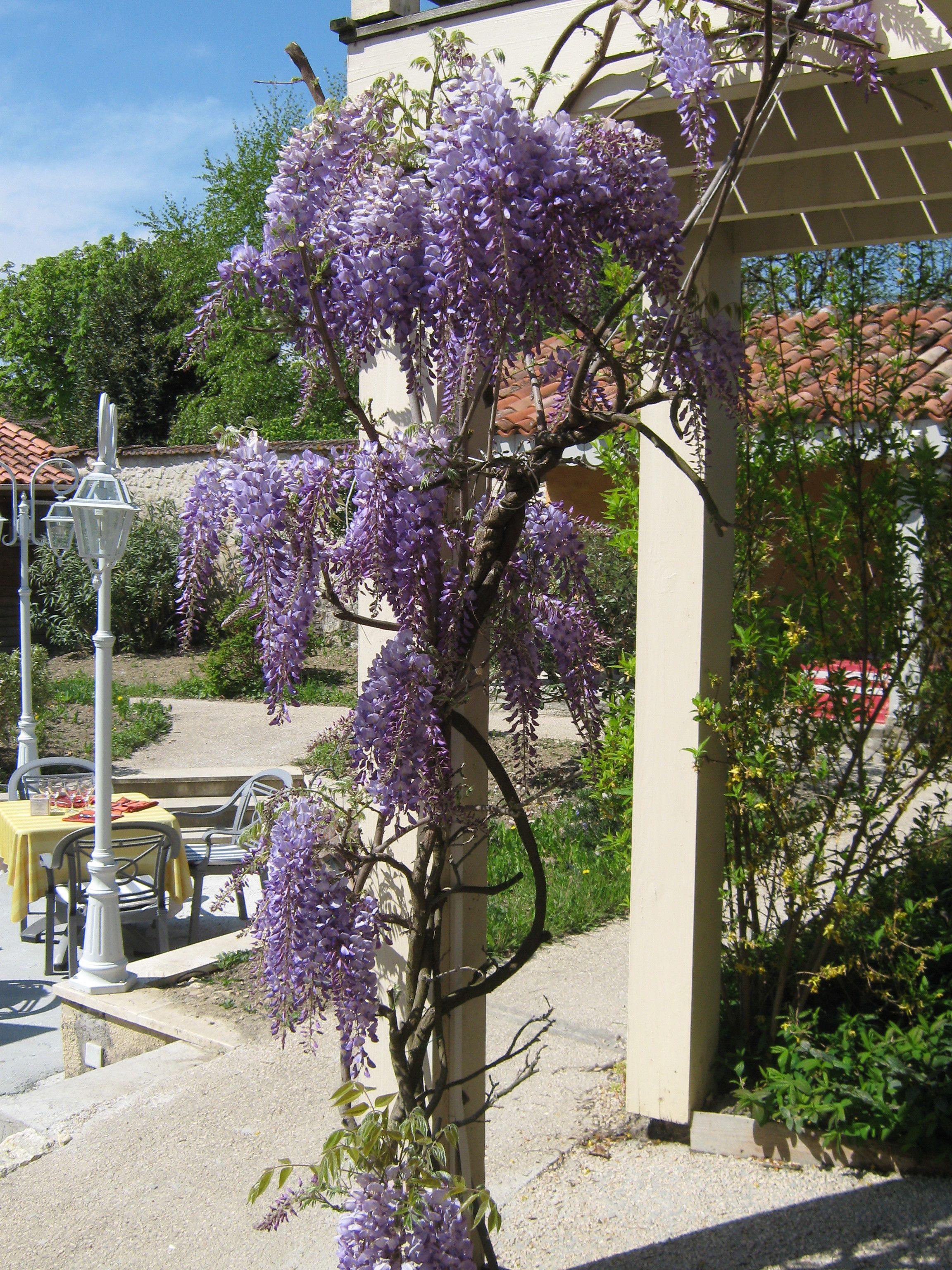 A garden with purple wisteria vines climbing a pergola. There are outdoor tables and chairs, and a building with a tiled roof in the background.