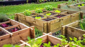 A garden with raised wooden beds containing various plants.