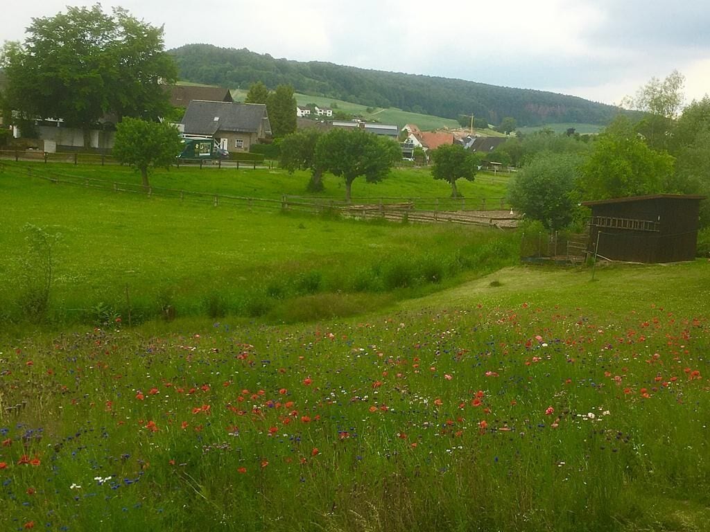 A rural landscape with a field of wildflowers, a wooden fence, and houses in the background.