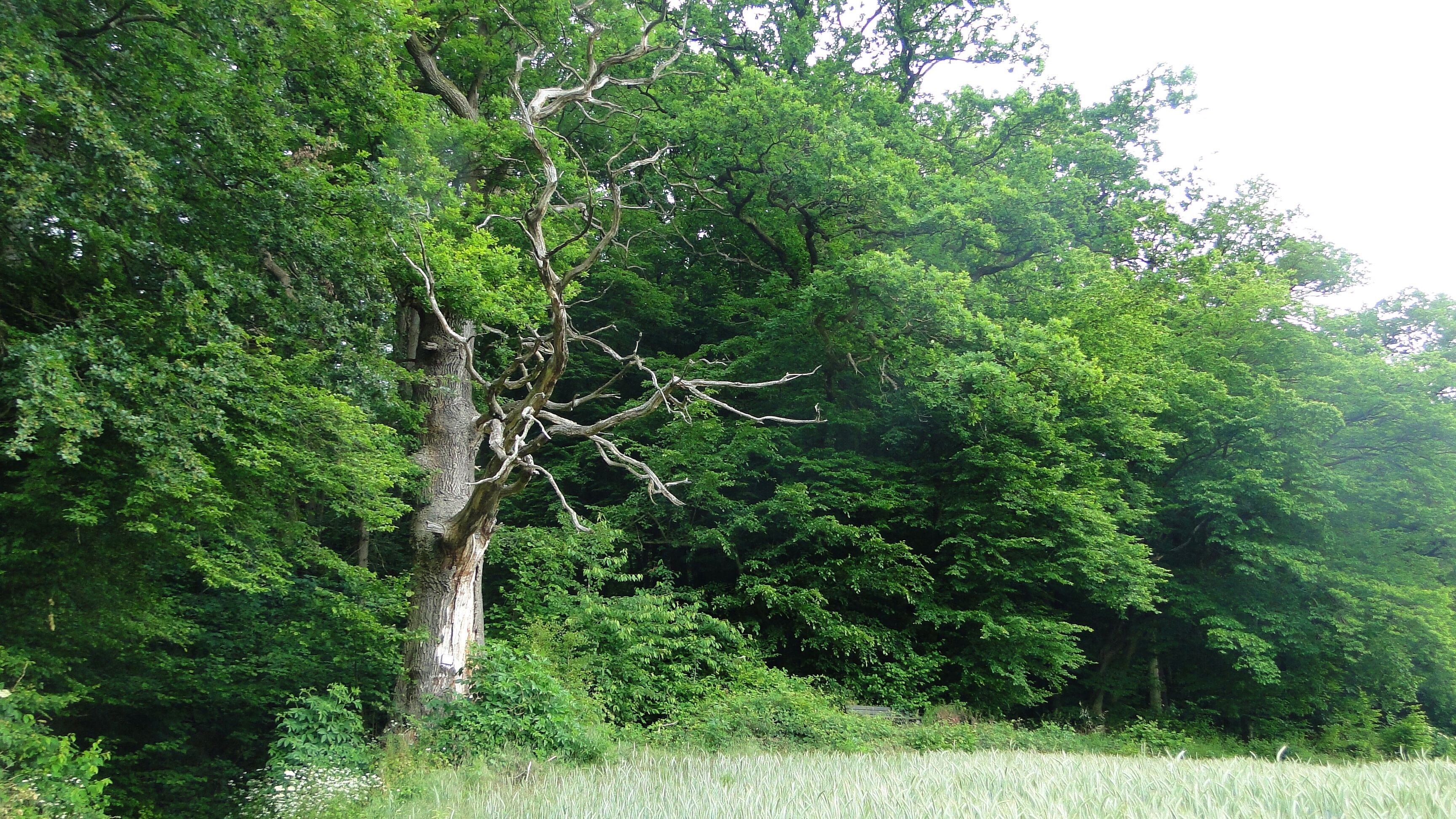 A tree with a thick trunk and sparse branches in a lush green forest.