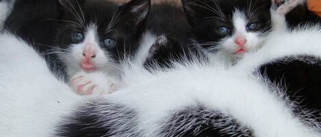 A group of kittens with black and white fur.