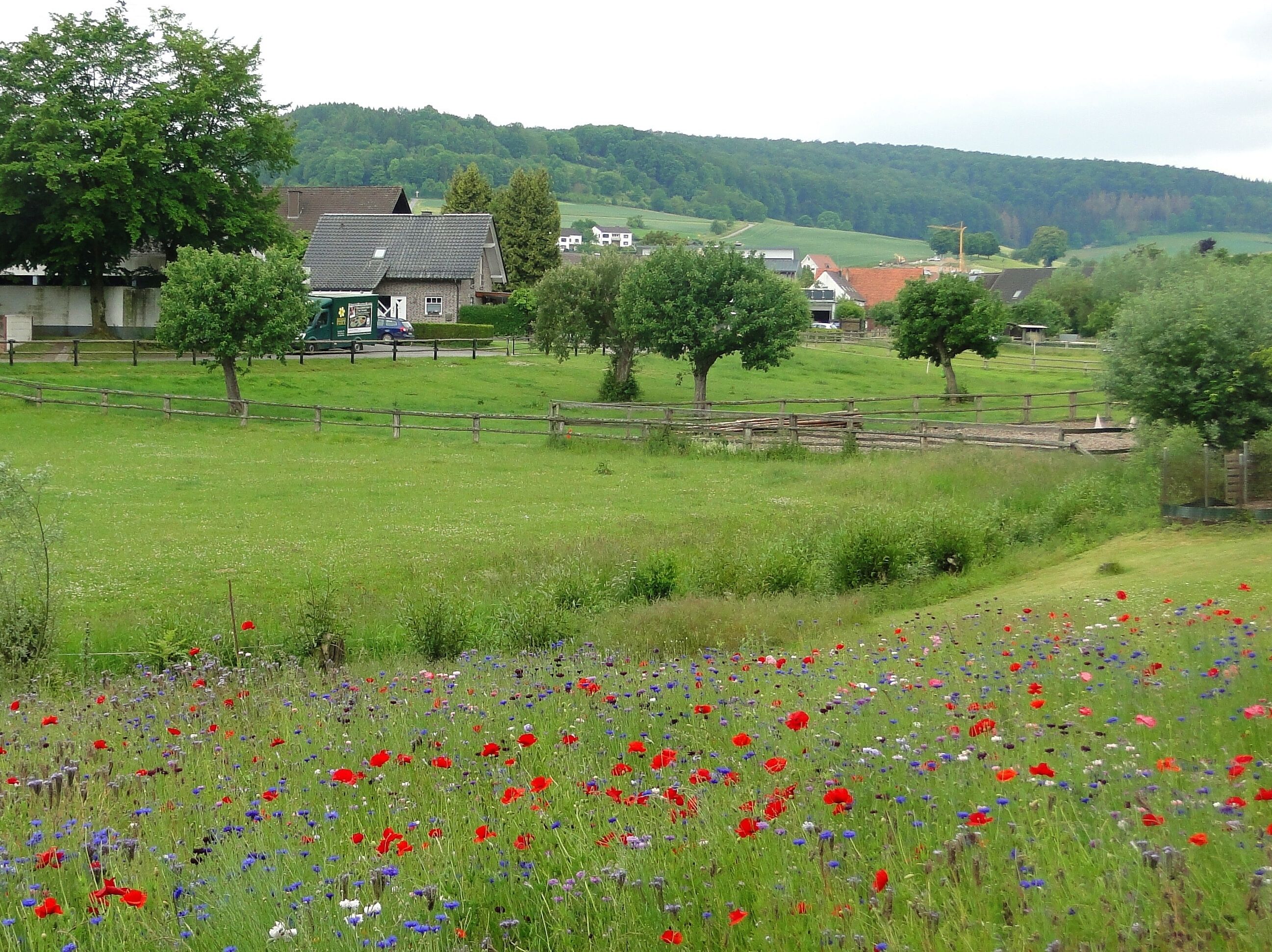 A rural landscape with a field of poppies and a few houses in the background.