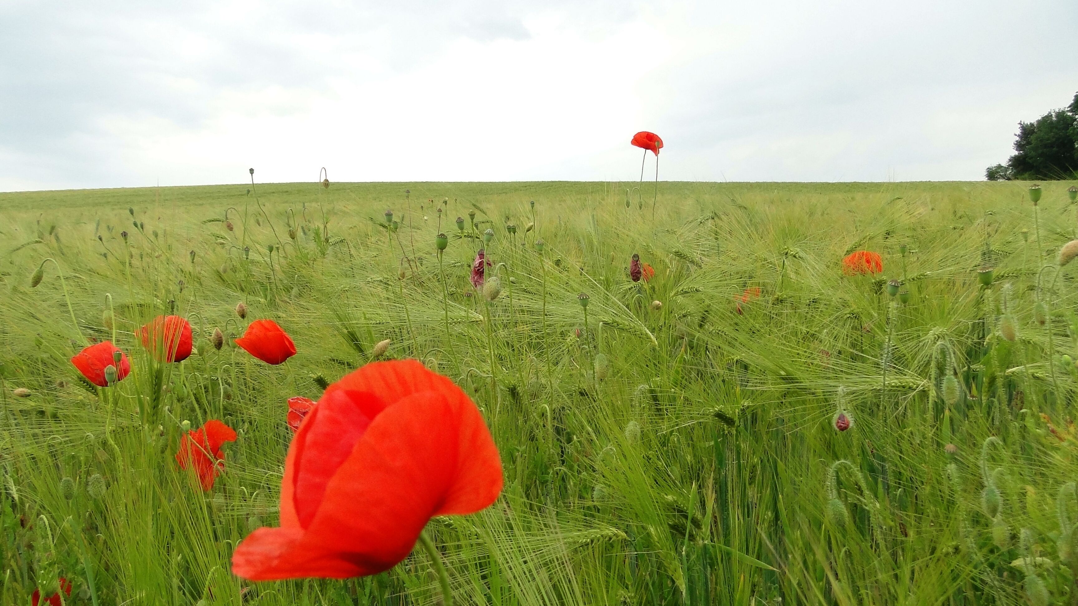 A field of poppies with a clear sky.