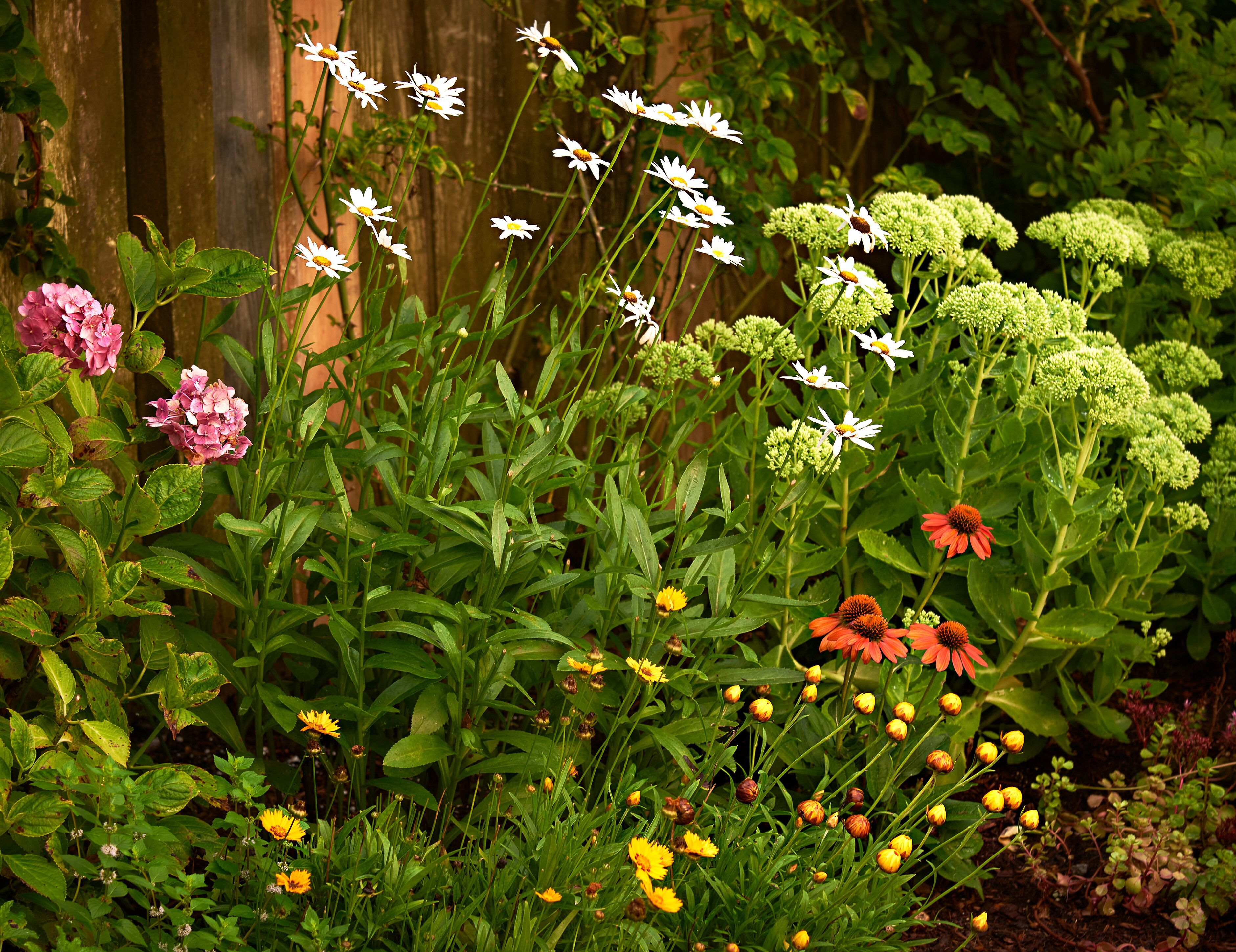 A garden with various flowers and plants, including white daisies, pink flowers, and yellow blooms.
