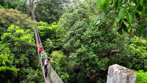 Un puente colgante en un bosque frondoso con gente caminando.