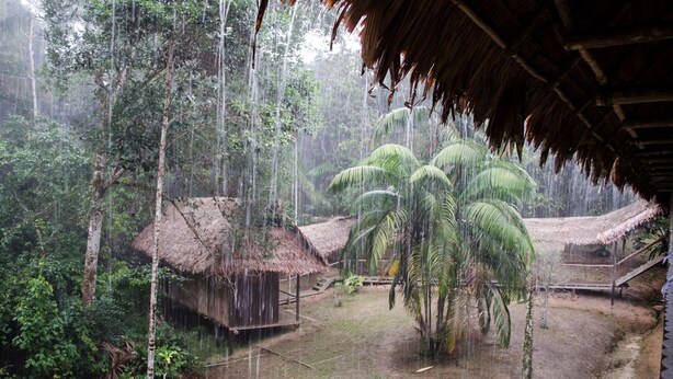 Una cabaña con techo de paja rodeada de palmeras y un bosque denso.