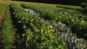 Un potager avec des rangées de cultures, un arbre et un paysage vallonné en arrière-plan.