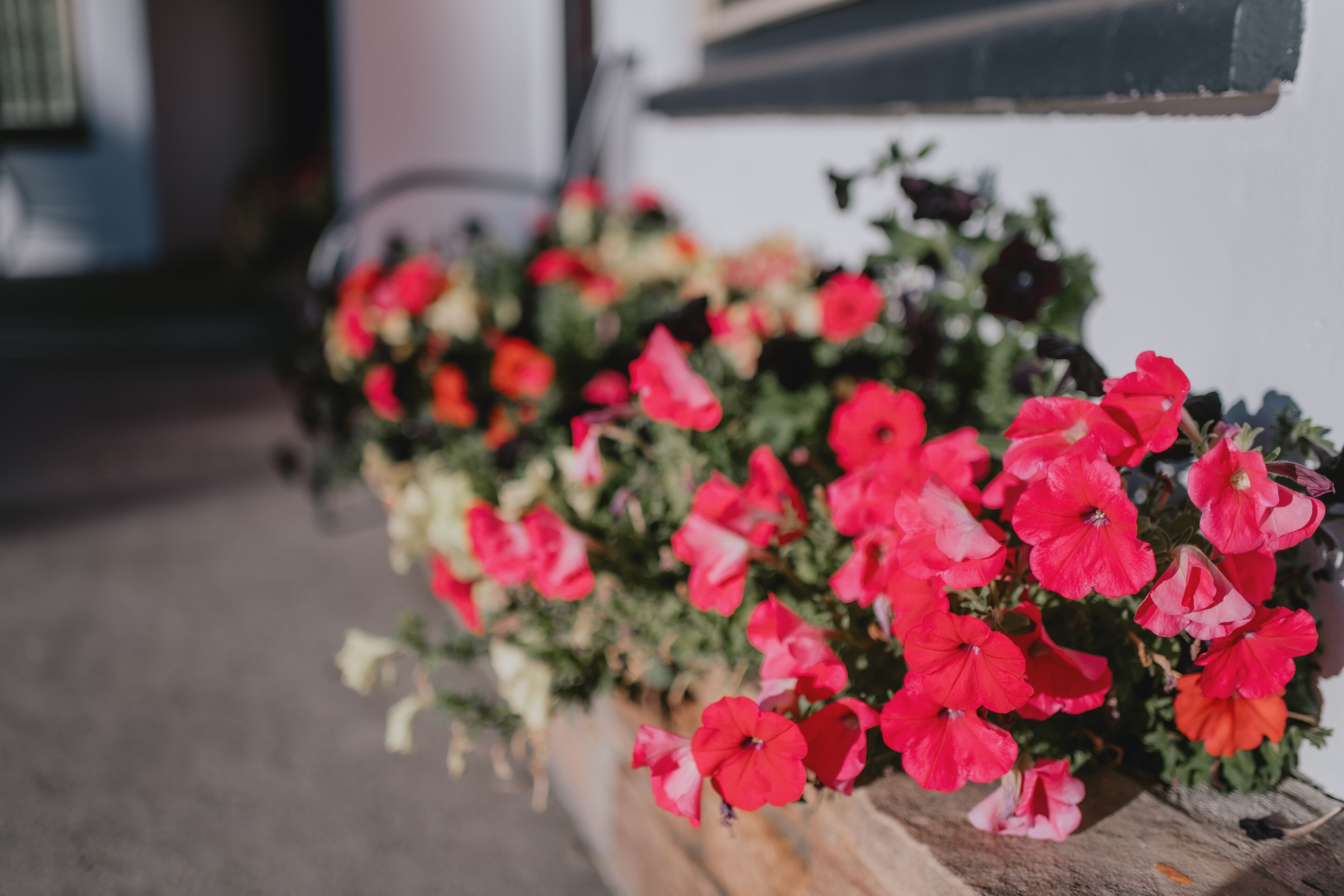 Ein Pflanzgefäß mit verschiedenen Blumen, darunter rote und weiße Blüten, vor einer weißen Wand.