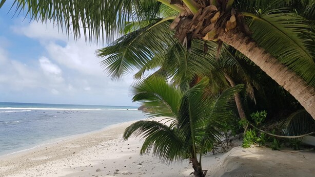 A beach with a palm tree and ocean view. - Anse Kerlan Beach Chalets (Praslin Island)