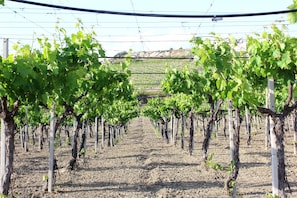 Rows of grapevines in a vineyard with a clear sky. - Agriturismo La Casa di Bacco (Porto Empedocle)