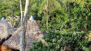 A tropical resort with thatched-roof huts surrounded by lush greenery. - Cumaceba Amazon Lodge (Belén)