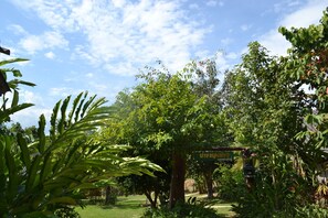 Un jardin luxuriant, avec une grande variété d’arbres et de plantes, un ciel d’un bleu éclatant et un panneau écrit dans une langue étrangère.