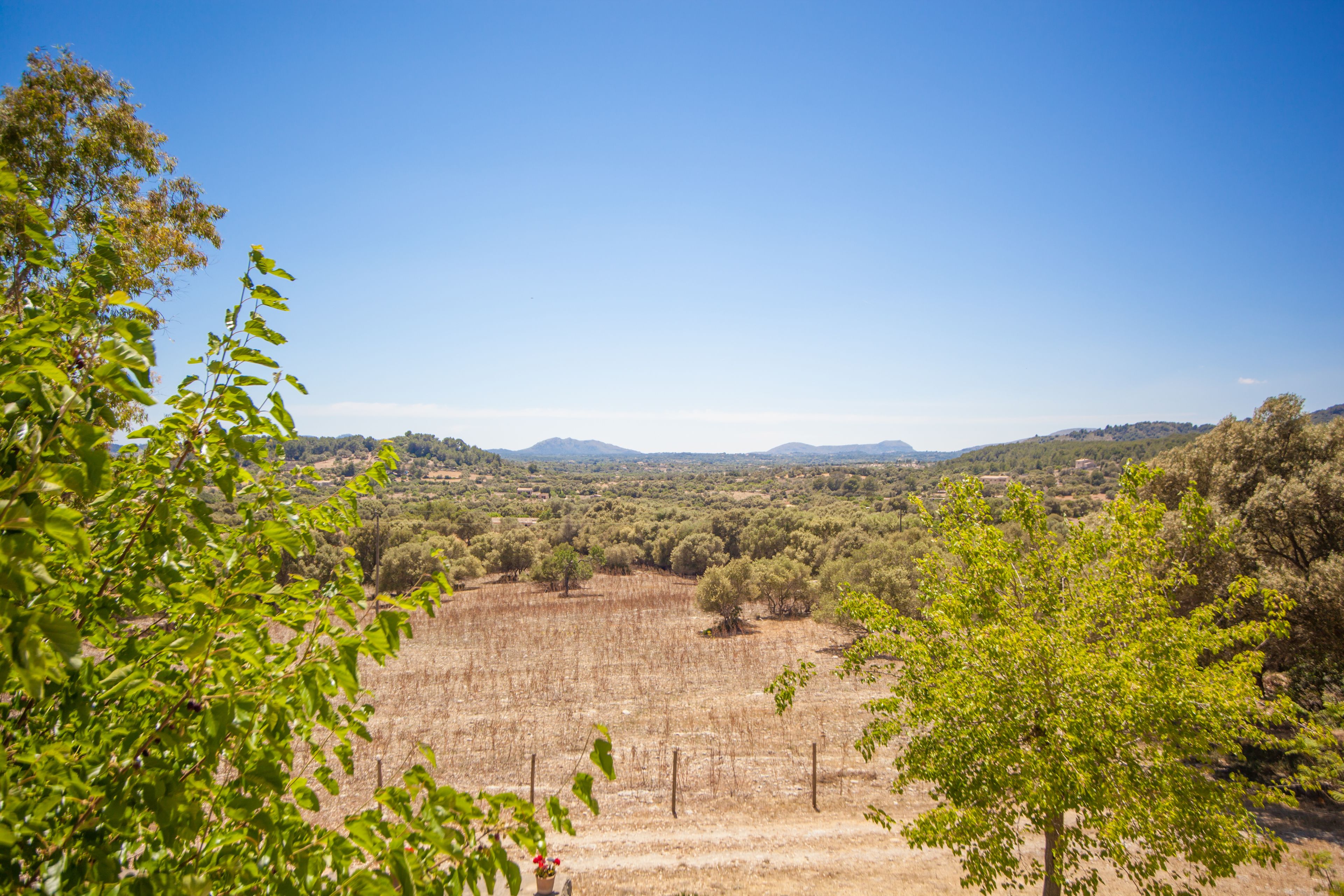 A vineyard with rows of grapevines, surrounded by trees and hills in the background.