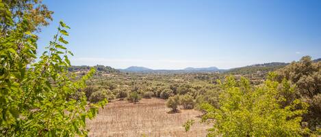 A vineyard with rows of grapevines, surrounded by trees and hills in the background.