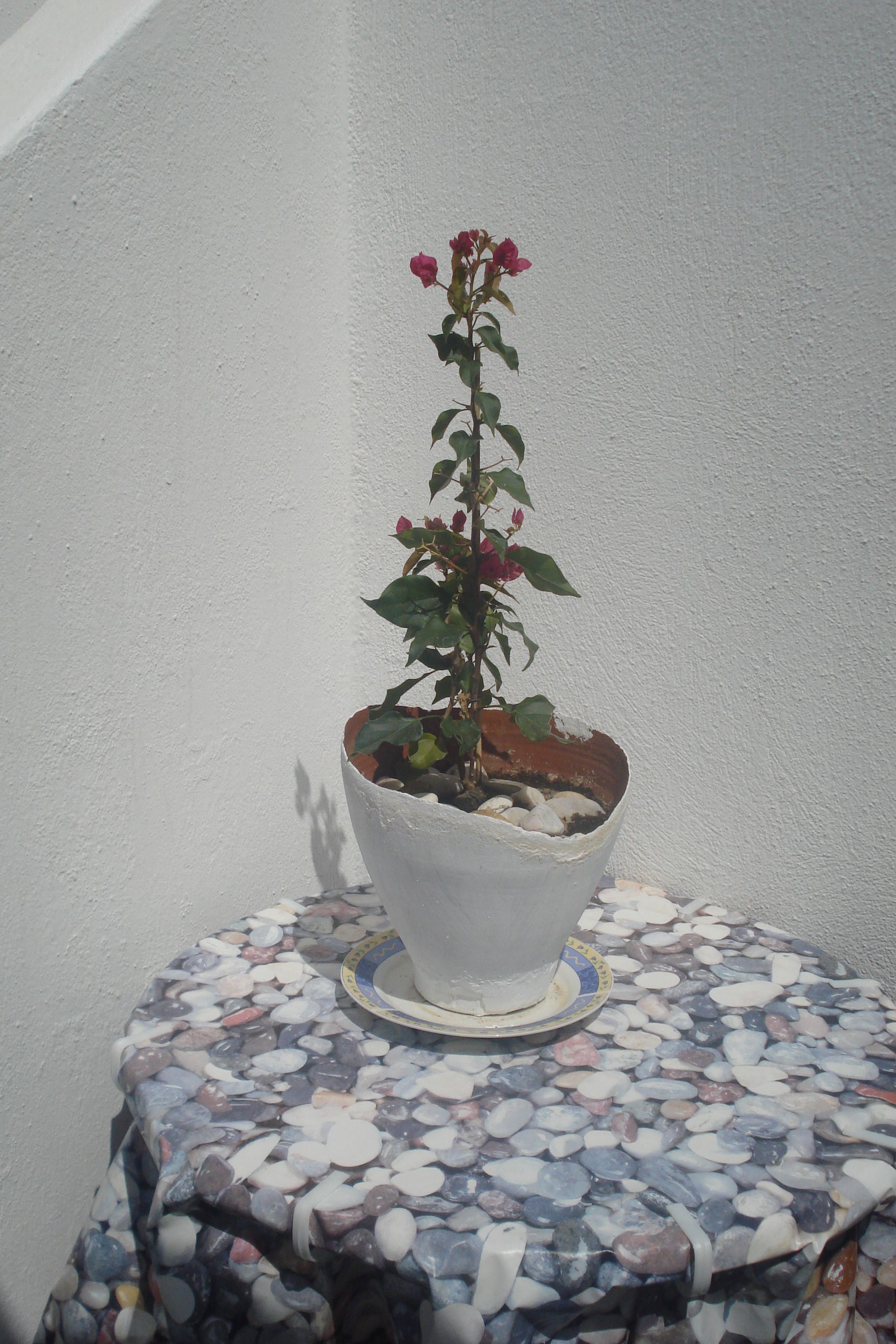Una planta en maceta con flores rojas sobre una mesa redonda con mantel de estampado de piedritas.