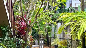 A pathway lined with various plants and trees, leading to a building with a white facade and a balcony. - Gomez Place (Negombo)