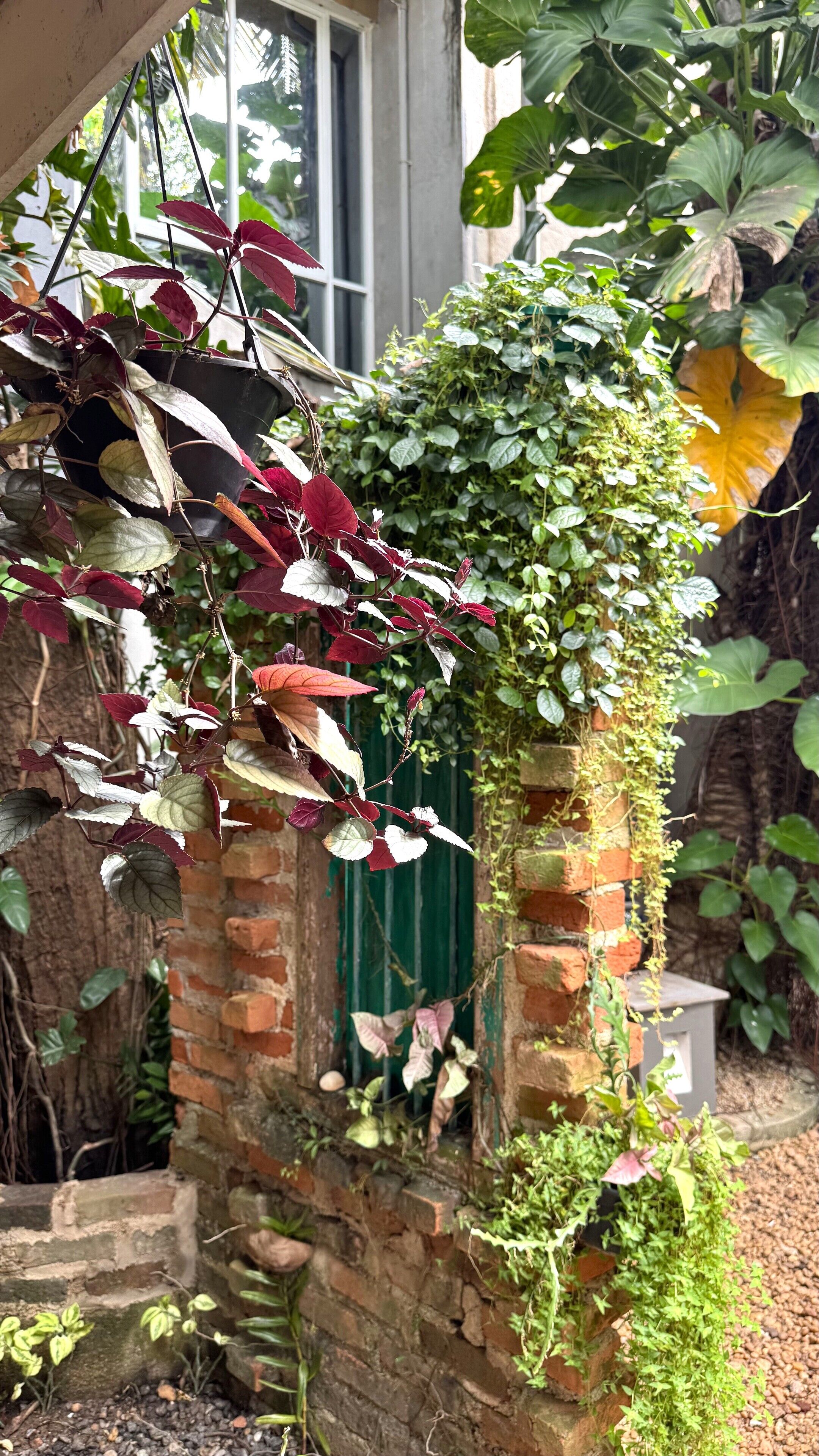 A brick wall with a hanging planter containing various plants.