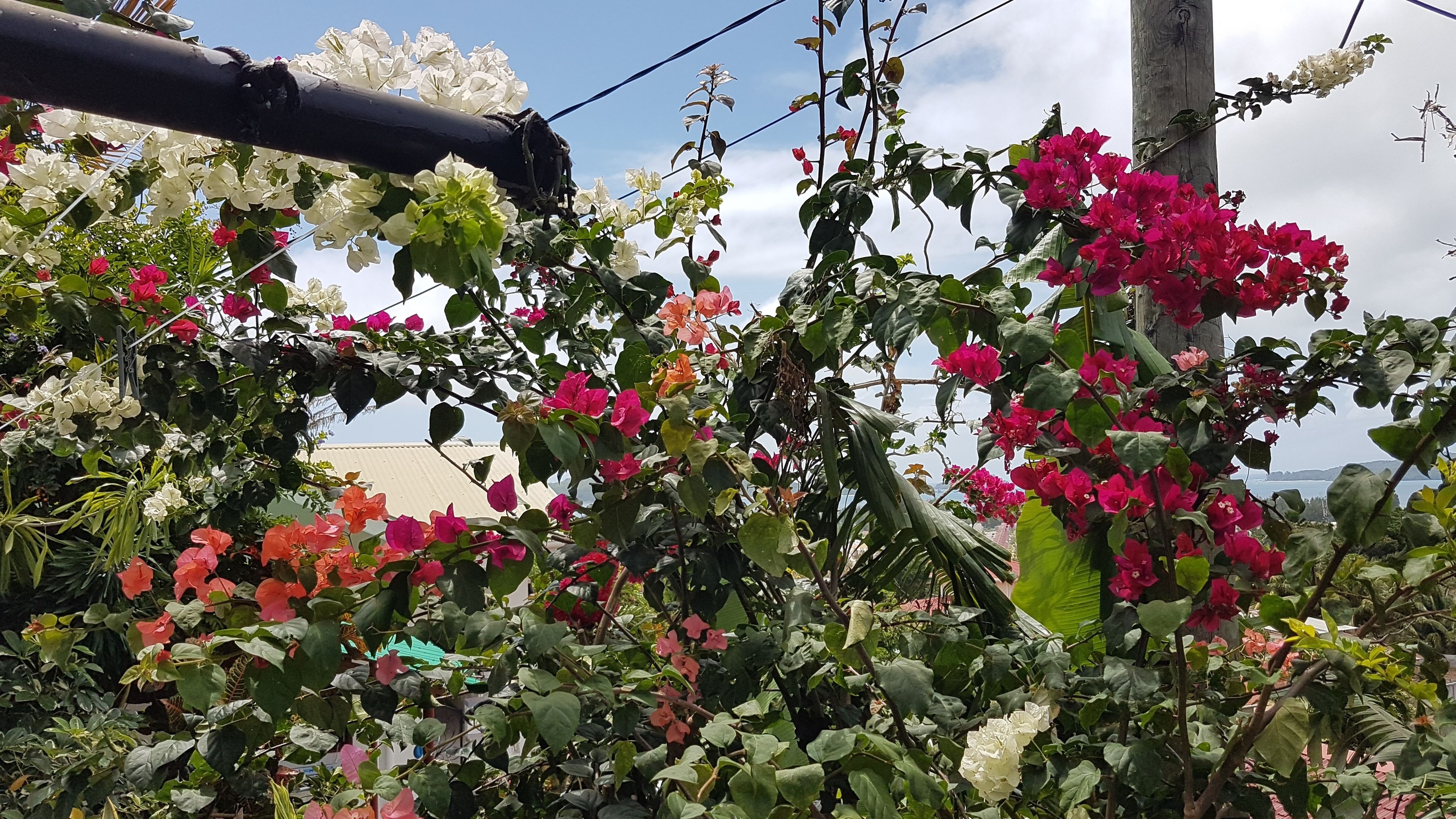 Foto - CHEZ LORNA 3 nights or plus