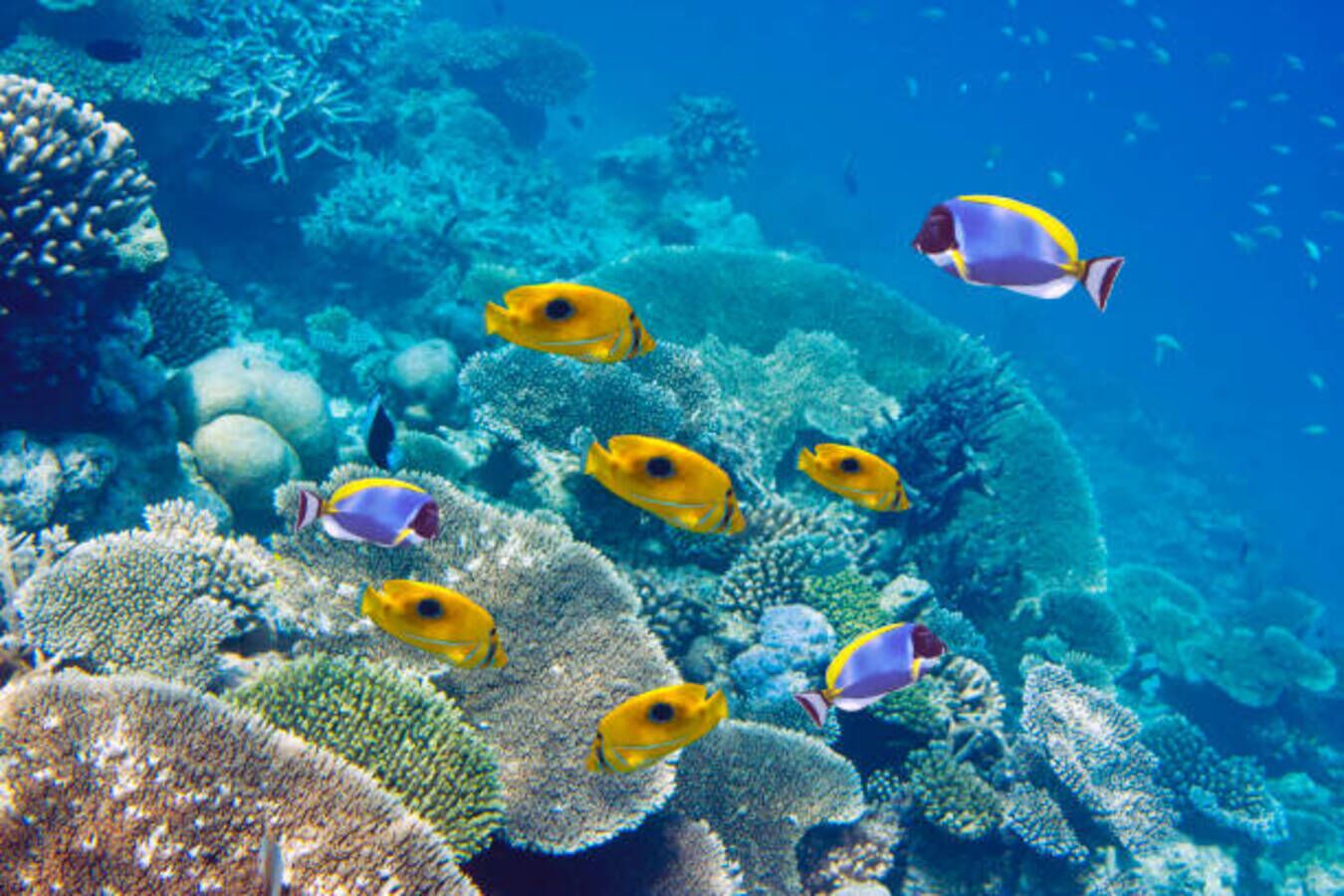 Un récif corallien où nagent plusieurs poissons jaunes et violets.