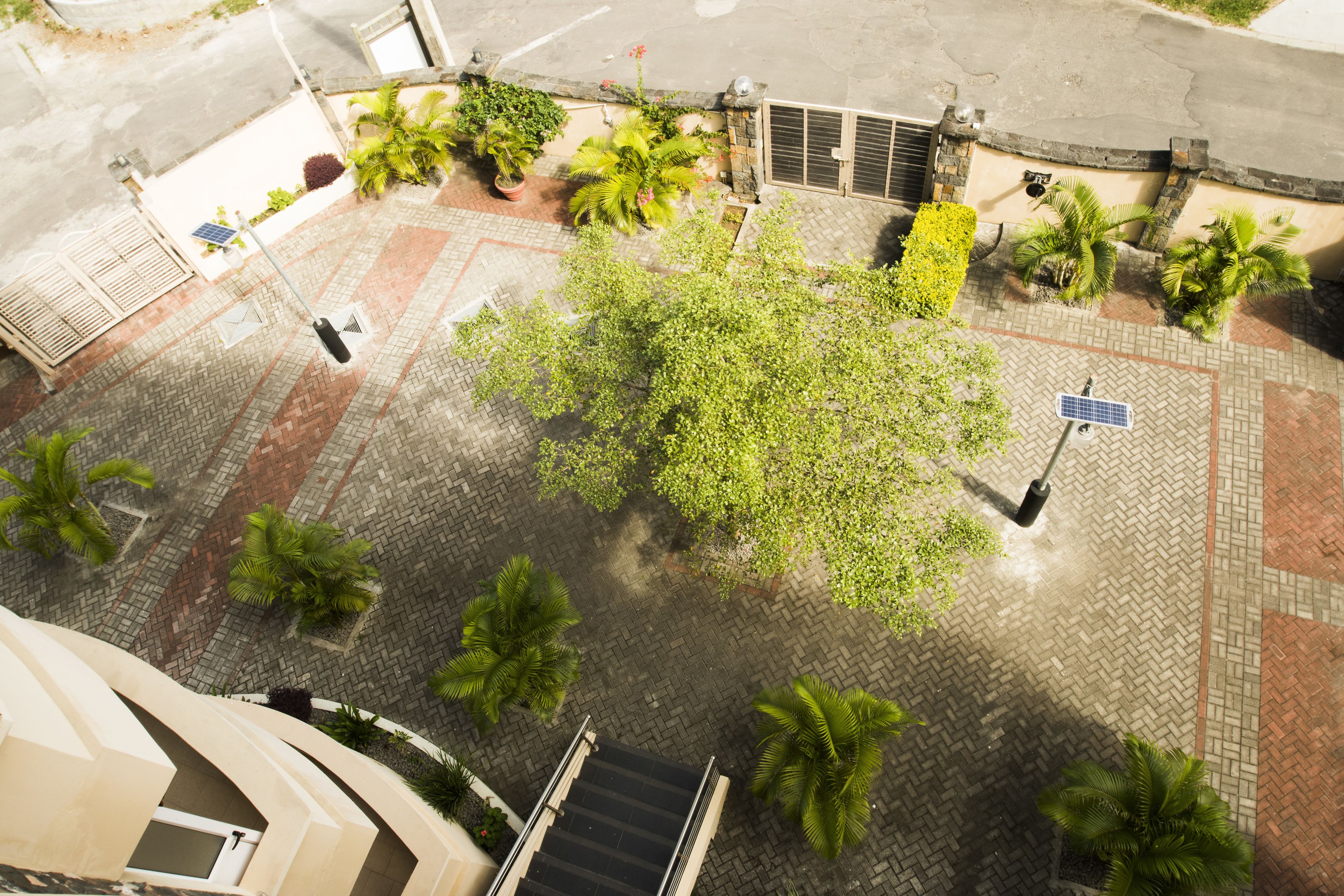 A rooftop terrace with a paved walkway, palm trees, and solar panels.