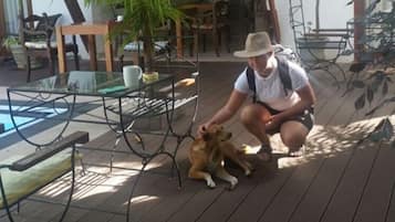 Outdoor pool, sun loungers