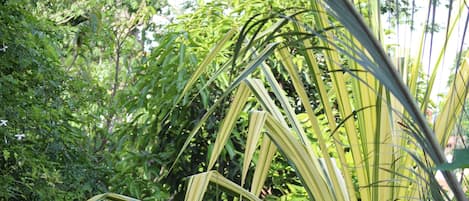 Een tuin met verschillende planten en een pad.
