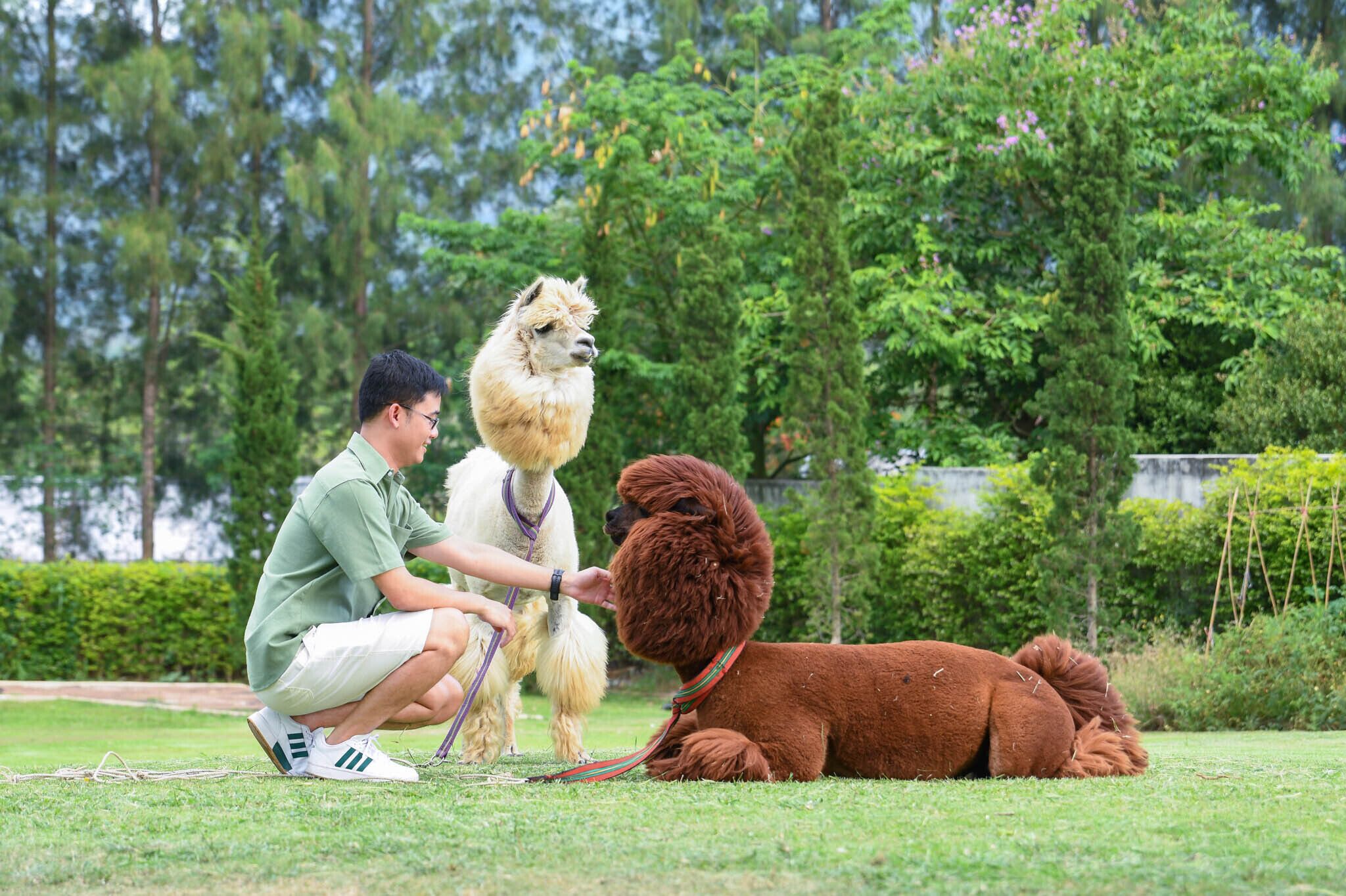 A person grooming two dogs in a grassy outdoor area with trees and a hedge in the background.