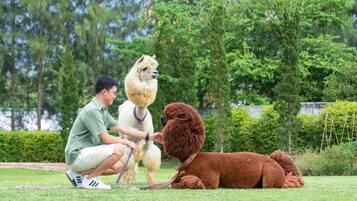 A person grooming two dogs in a grassy outdoor area with trees and a hedge in the background.
