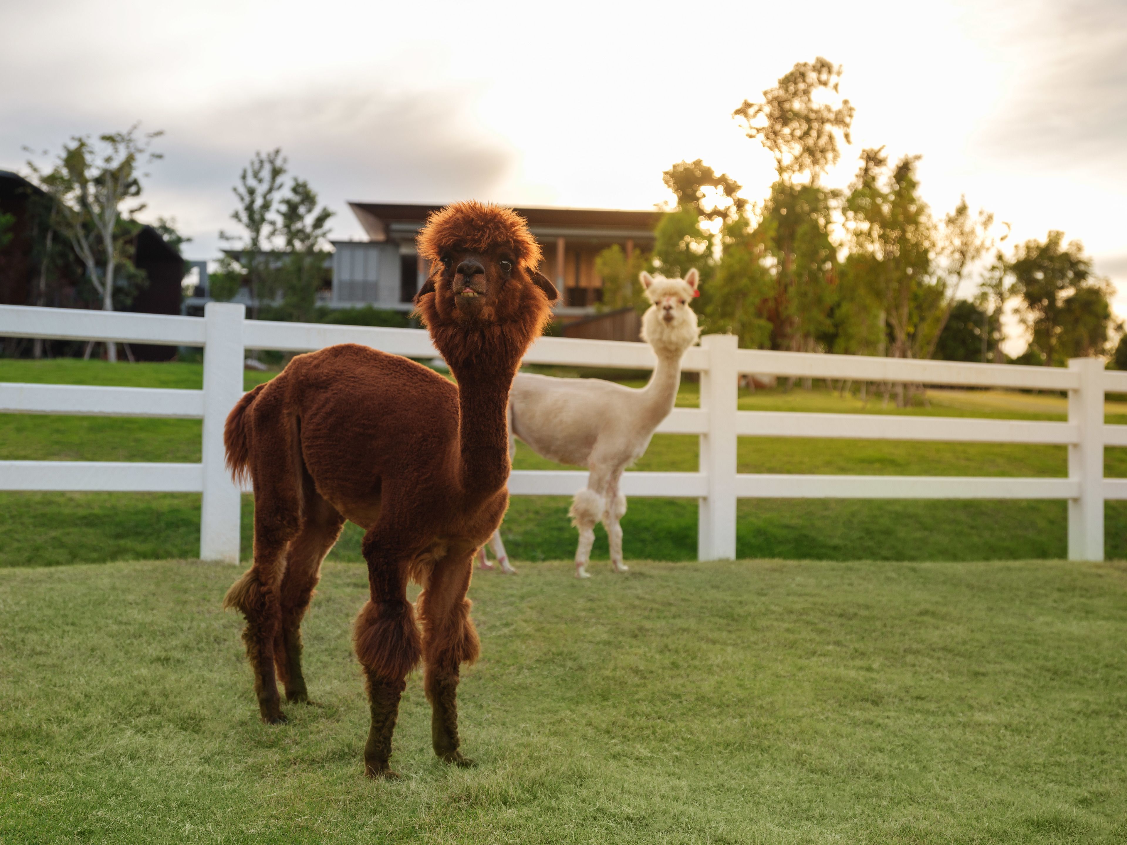 Zwei Lamas auf einer Wiese, im Hintergrund ein weißer Zaun.