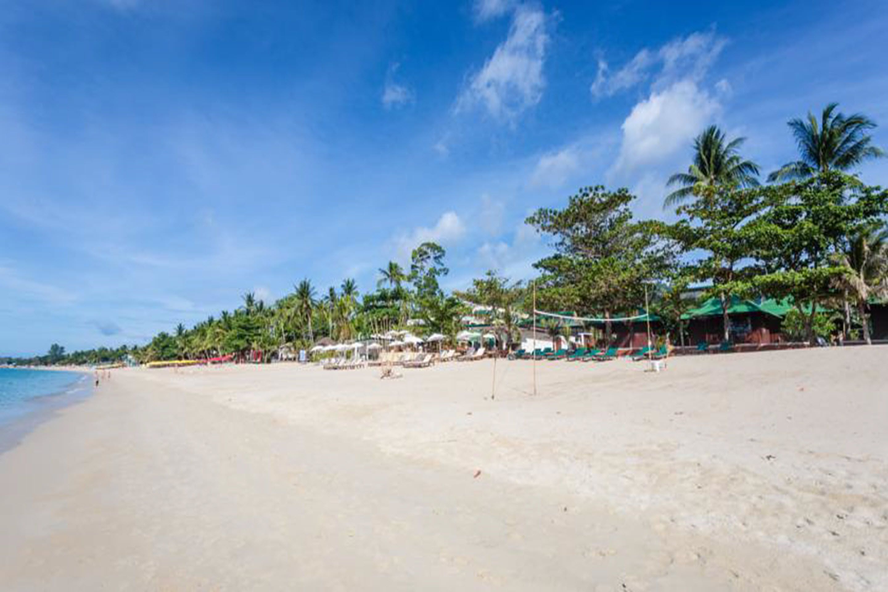 Una playa con cielo despejado, palmeras y sombrillas.